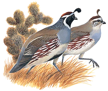 Mohave Lake View Gambel Quail